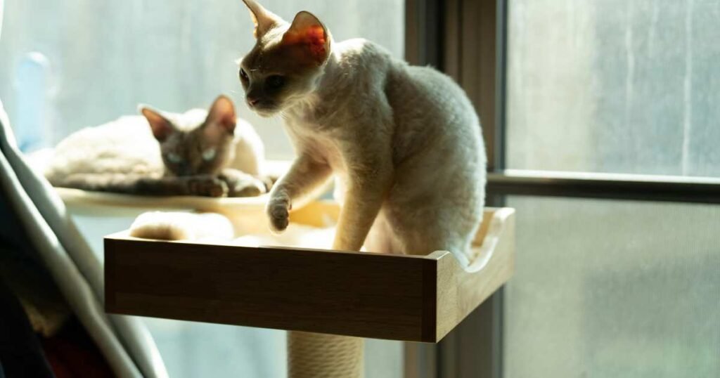 The Purr-fect Cat Tree: How to Spoil Your Feline Friend with the Ultimate Snuggle and Climb Zone